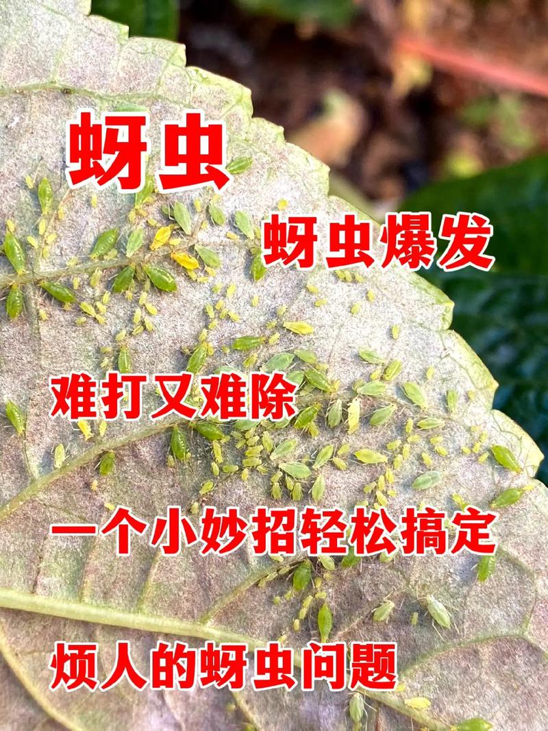 二、物理防治：简单、安全、见效快