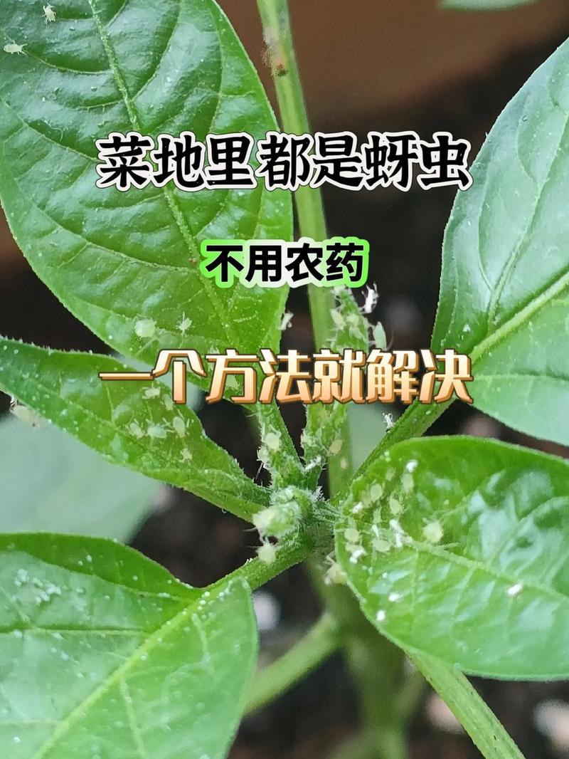 四、化学防治：最后的选择，但必要时很有效