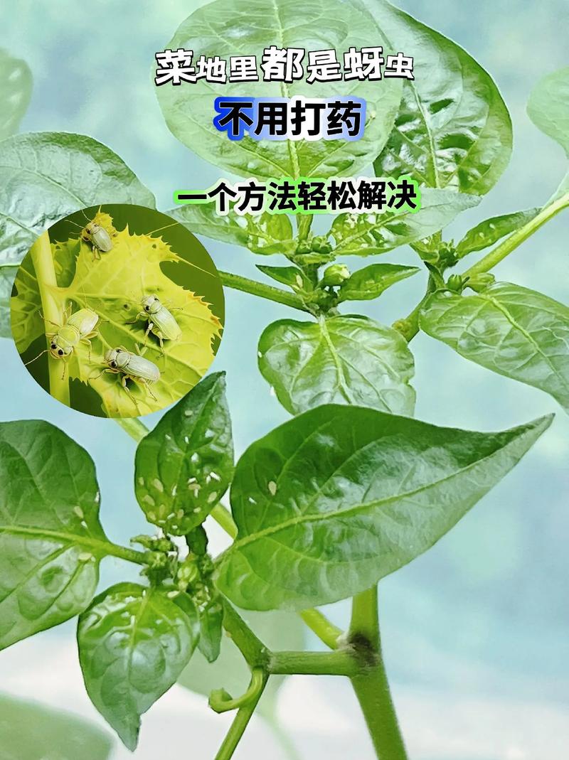 五、预防胜于治疗：让虫害不再来