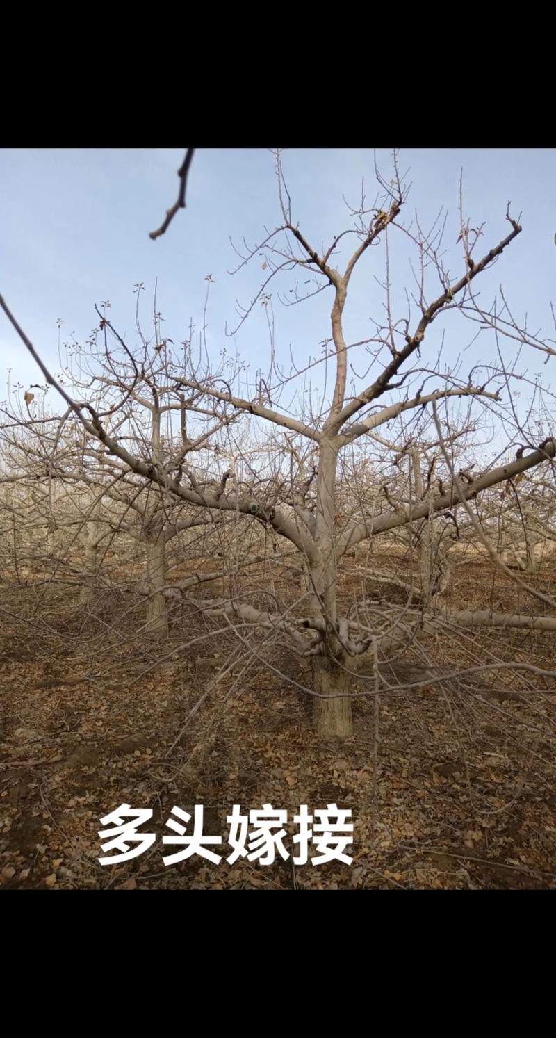 苹果嫁接砧木的三种核心选择：八棱海棠、山定子、西府海棠