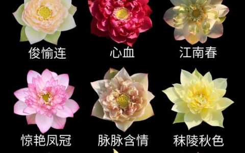 荷花的香味怎么形容：从感官描述到品种选择与栽培指南