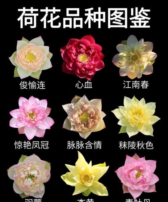荷花的香味怎么形容：从感官描述到品种选择与栽培指南