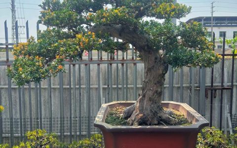 家里小院适合种什么树？这4种美观好养，附种植技术指南