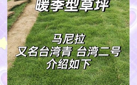 马尼拉草皮优缺点深度解析：耐热耐旱但需精细养护