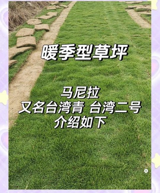 马尼拉草皮优缺点深度解析：耐热耐旱但需精细养护