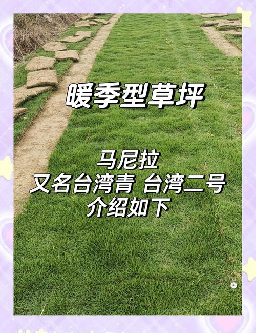 马尼拉草皮优缺点深度解析：耐热耐旱但需精细养护