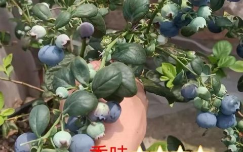 L11蓝莓品种优缺点详解：高产抗病，适合南方庭院种植吗？