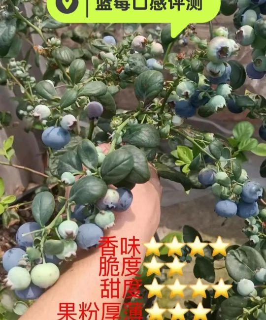L11蓝莓品种优缺点详解：高产抗病，适合南方庭院种植吗？