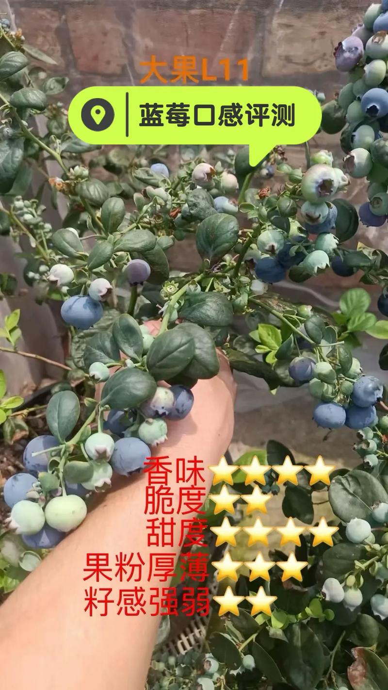 L11蓝莓品种优缺点详解：高产抗病，适合南方庭院种植吗？