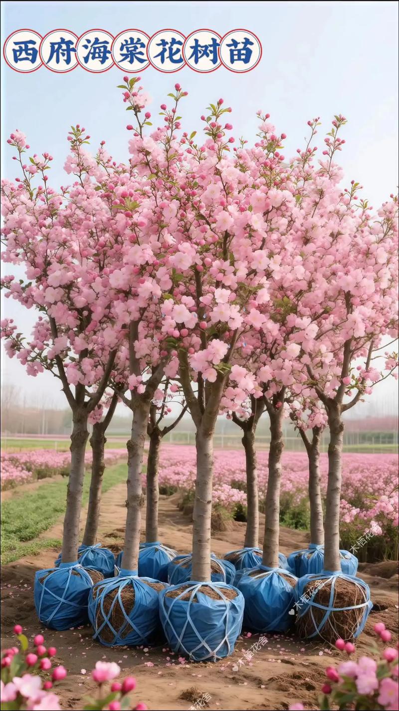 缓苗管理：遮阴保湿是重点