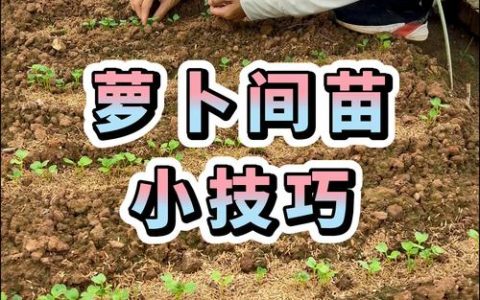 萝卜可以移植种吗？园艺专家教你正确移栽方法