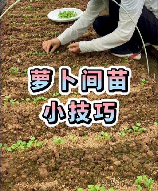 萝卜可以移植种吗？园艺专家教你正确移栽方法