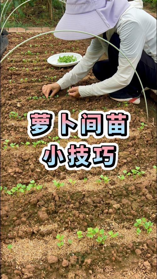 萝卜可以移植种吗?园艺专家教你正确移栽方法 萝卜可以移植种吗?园艺专家教你正确移栽方法