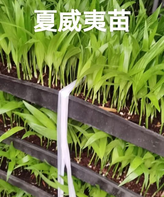 夏威夷果树苗多少钱一颗？2026年价格区间与影响因素详解