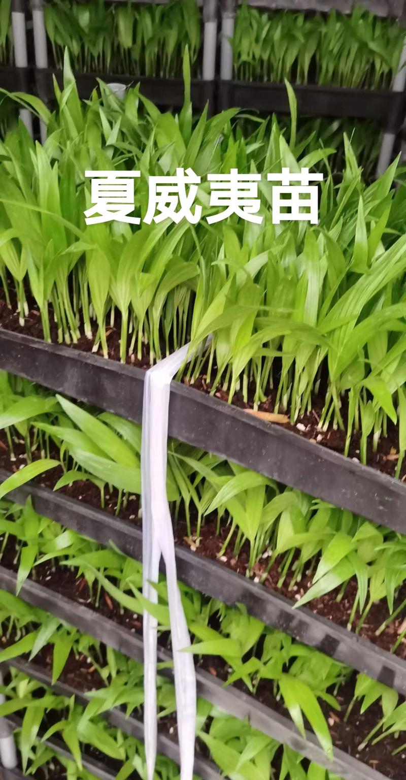 夏威夷果树苗多少钱一颗?2026年价格区间与影响因素详解 价格快速参考