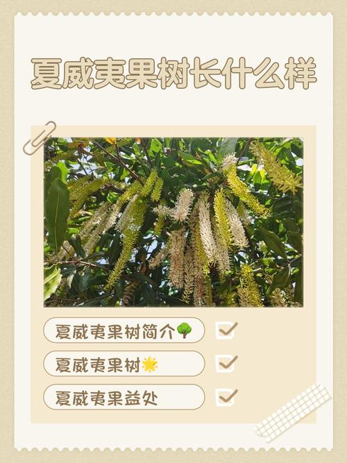 夏威夷果树苗多少钱一颗?2026年价格区间与影响因素详解 咨询指南:获取精准报价