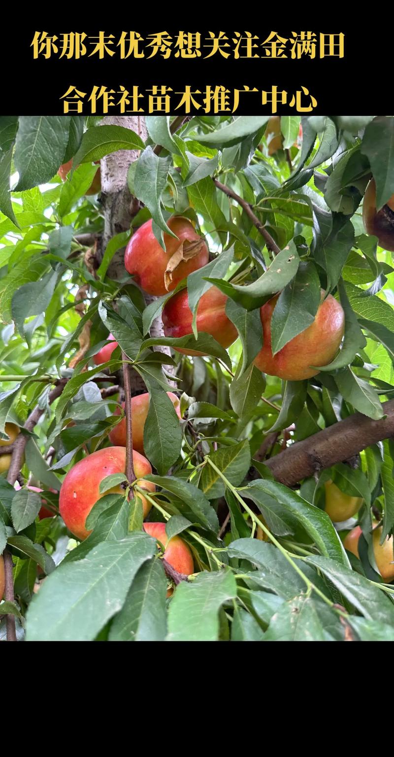 结果年限与产量：定植后第2年挂果，第4年进入盛果期，亩产4000-5000斤