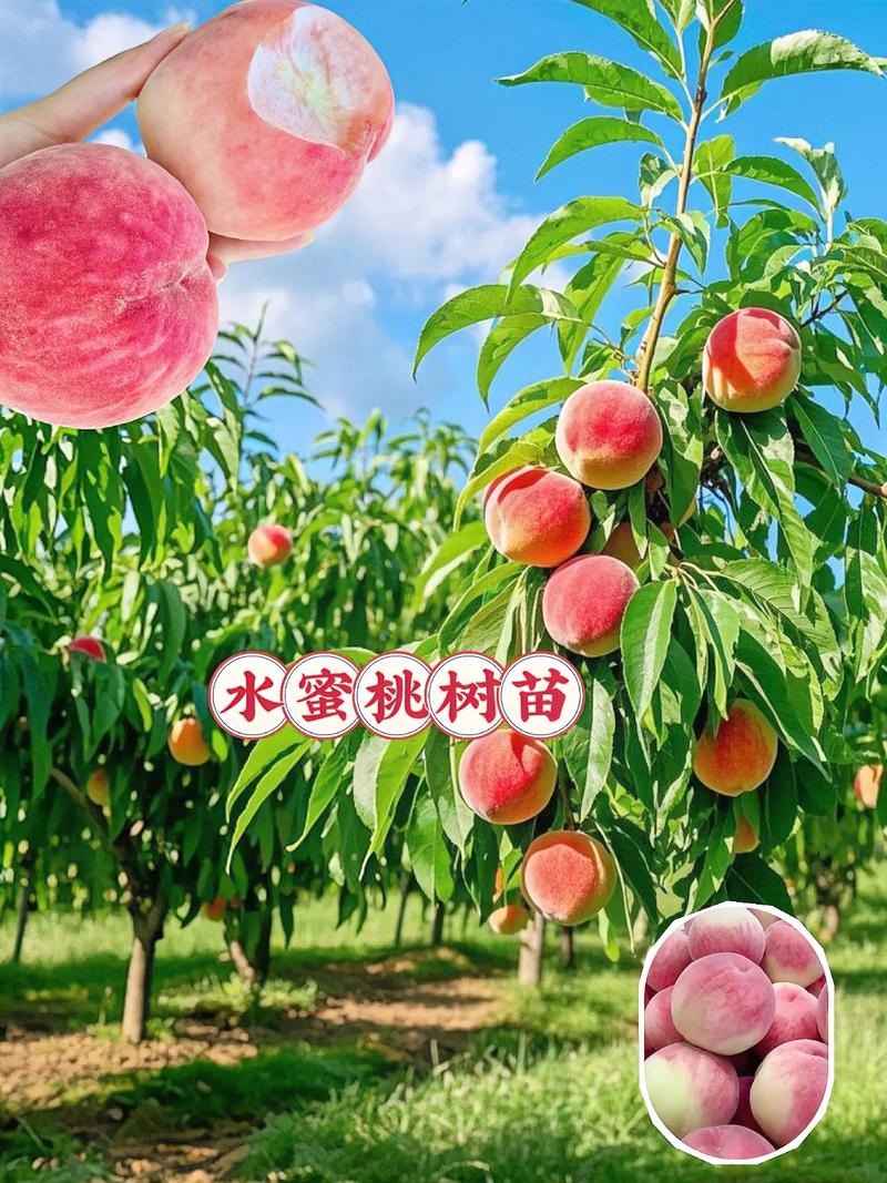 授粉需求：金凤桃树为自花结实品种，无需配置授粉树，但花期放蜂可提高坐果率