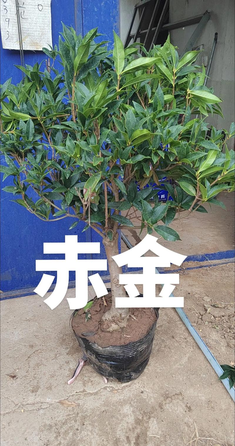 桂花树价钱1棵多少钱?2024年不同规格价格参考与影响因素分析 采购建议与询价指南