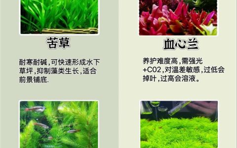 菹草是沉水植物吗？从生态习性到池塘河道应用全解析