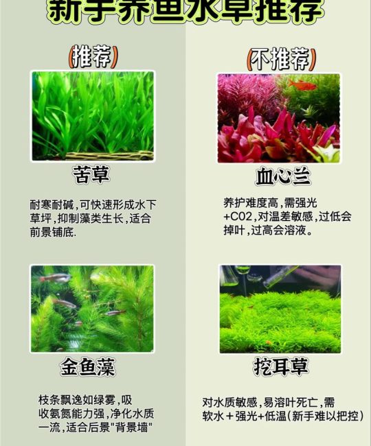菹草是沉水植物吗？从生态习性到池塘河道应用全解析