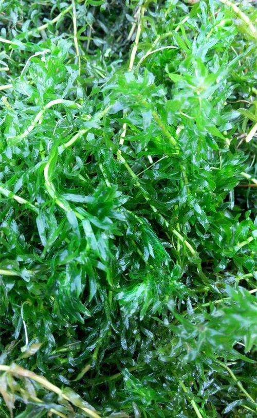 菹草是沉水植物吗?从生态习性到池塘河道应用全解析 菹草的关键参数与种植要求