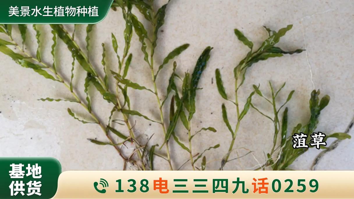 菹草是沉水植物吗?从生态习性到池塘河道应用全解析 菹草在池塘和河道中的应用操作步骤