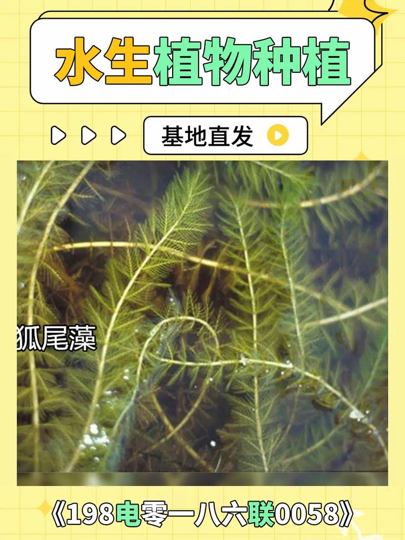 菹草是沉水植物吗?从生态习性到池塘河道应用全解析 菹草的扩繁控制与越冬管理