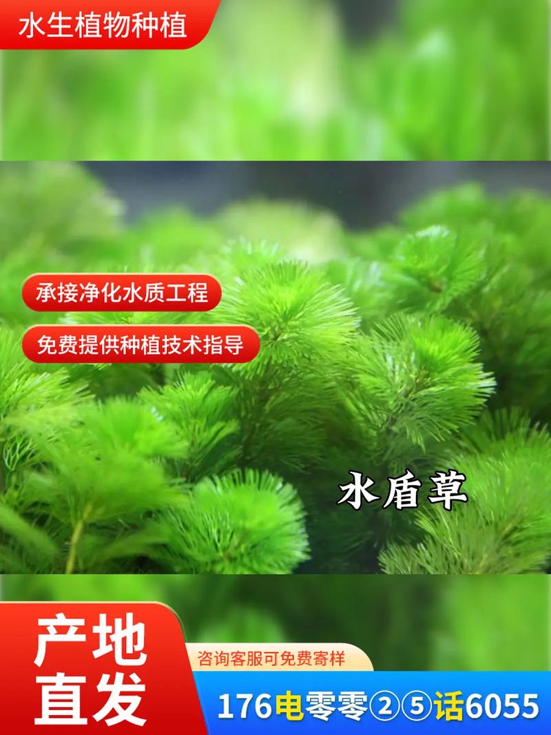 菹草是沉水植物吗?从生态习性到池塘河道应用全解析 常见错误与避免方法