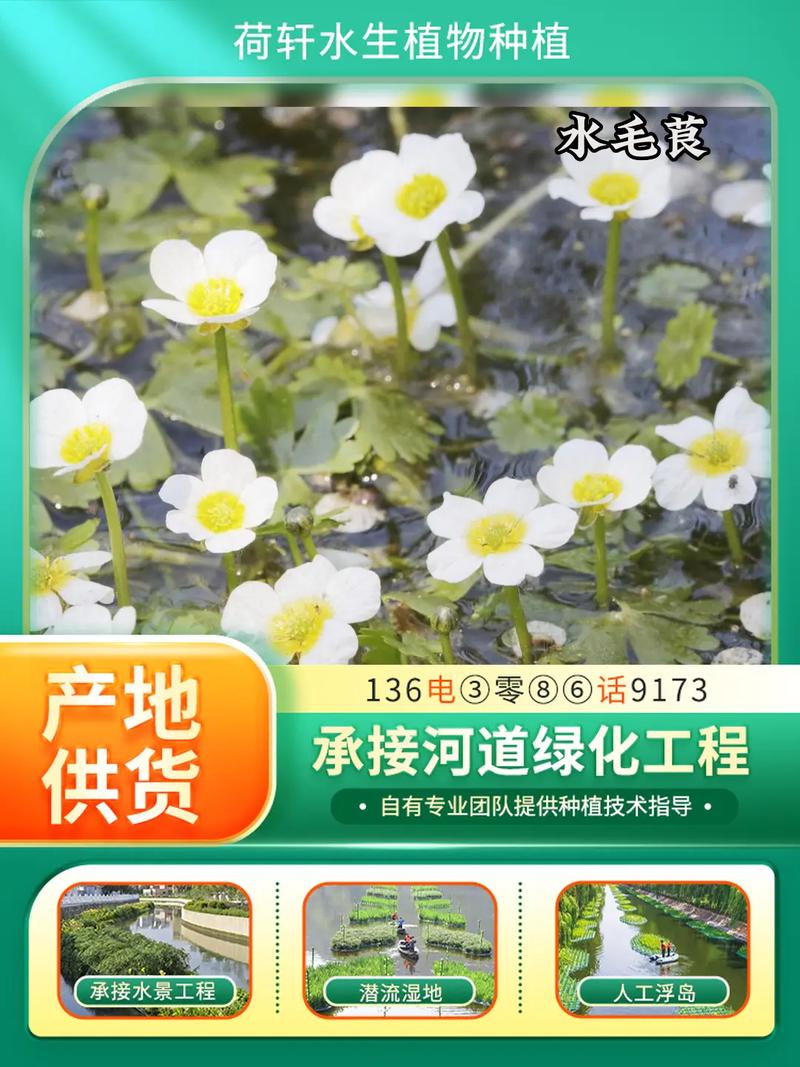 菹草是沉水植物吗?从生态习性到池塘河道应用全解析 常见问题FAQ