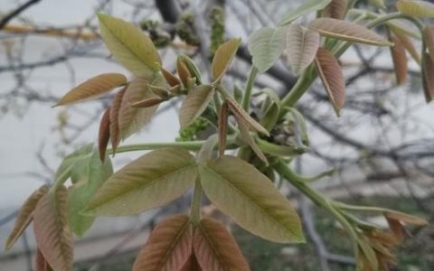 树木发芽是什么季节？解读自然物候与关键影响因素
