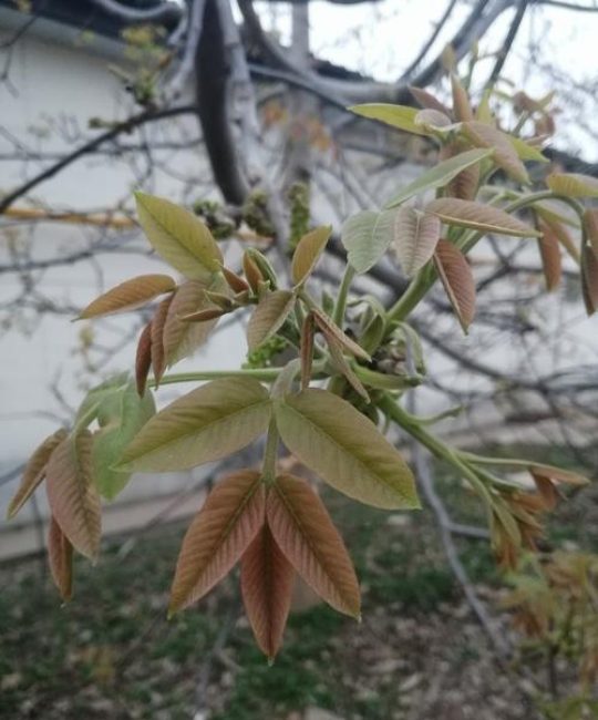 树木发芽是什么季节？解读自然物候与关键影响因素