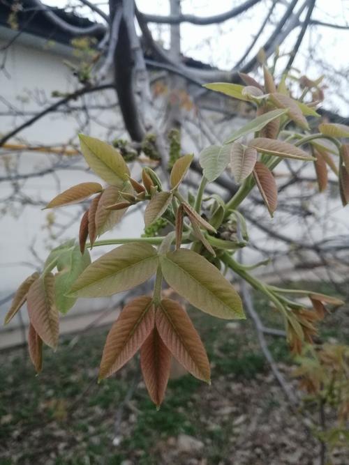 树木发芽是什么季节?解读自然物候与关键影响因素 树木发芽是什么季节?解读自然物候与关键影响因素