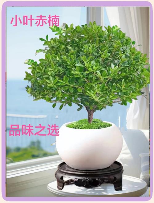 抗冻耐寒四季常青的树种推荐与南北种植指南 二、适种区域与气候匹配表