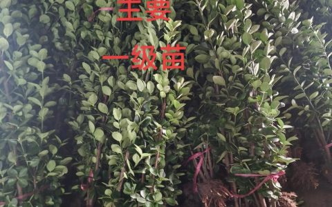 抗冻耐寒四季常青的树种推荐与南北种植指南