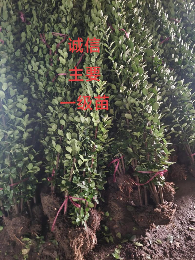 抗冻耐寒四季常青的树种推荐与南北种植指南 一、推荐树种与核心习性数据
