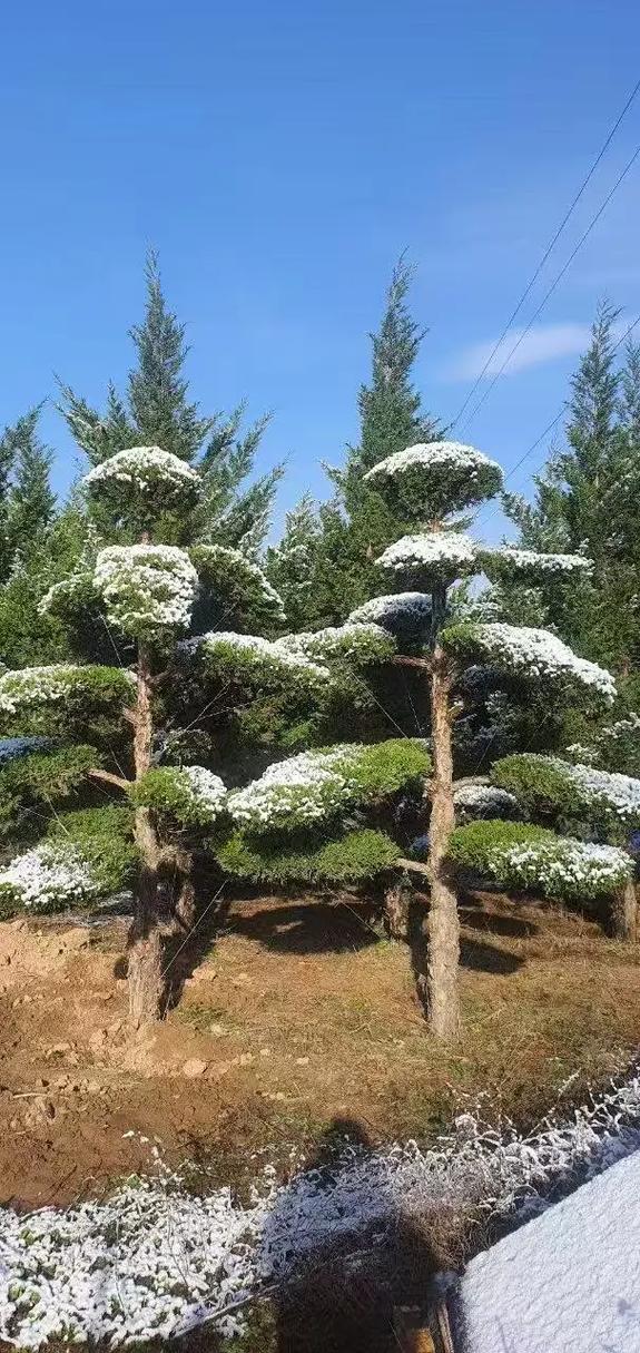 抗冻耐寒四季常青的树种推荐与南北种植指南 五、总结