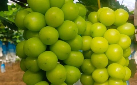 阳光玫瑰葡萄的优缺点及2026年规模化种植效益分析