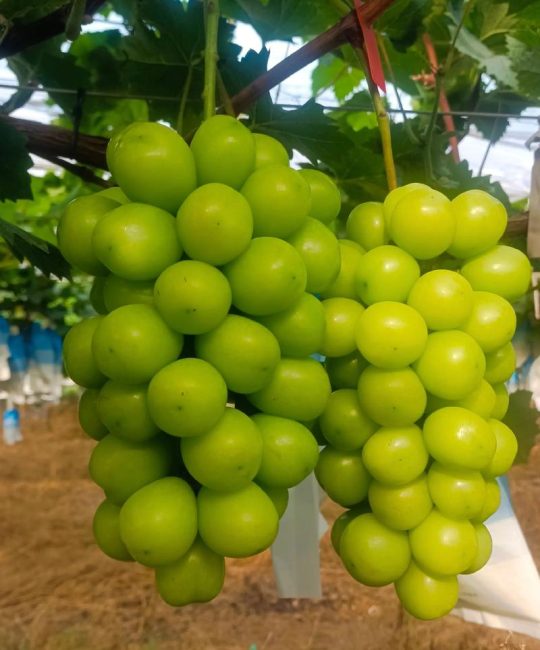 阳光玫瑰葡萄的优缺点及2026年规模化种植效益分析