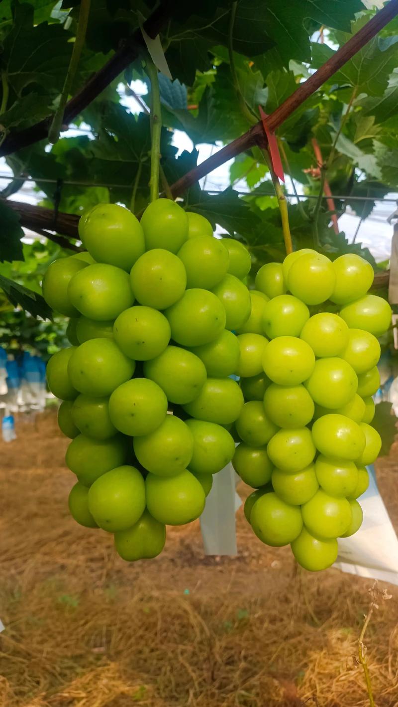 阳光玫瑰葡萄的优缺点及2026年规模化种植效益分析 阳光玫瑰葡萄的优缺点及2026年规模化种植效益分析