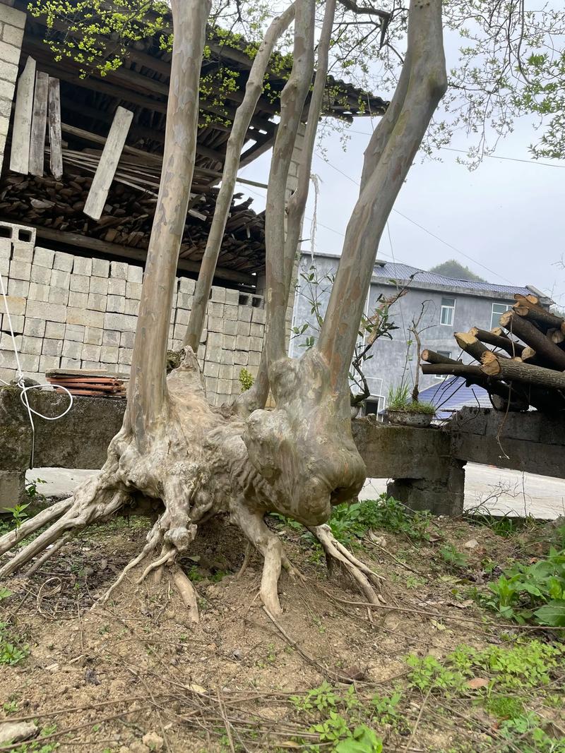 榆树能嫁接紫藤吗?跨科嫁接几乎不可能成活 常见错误认知纠正
