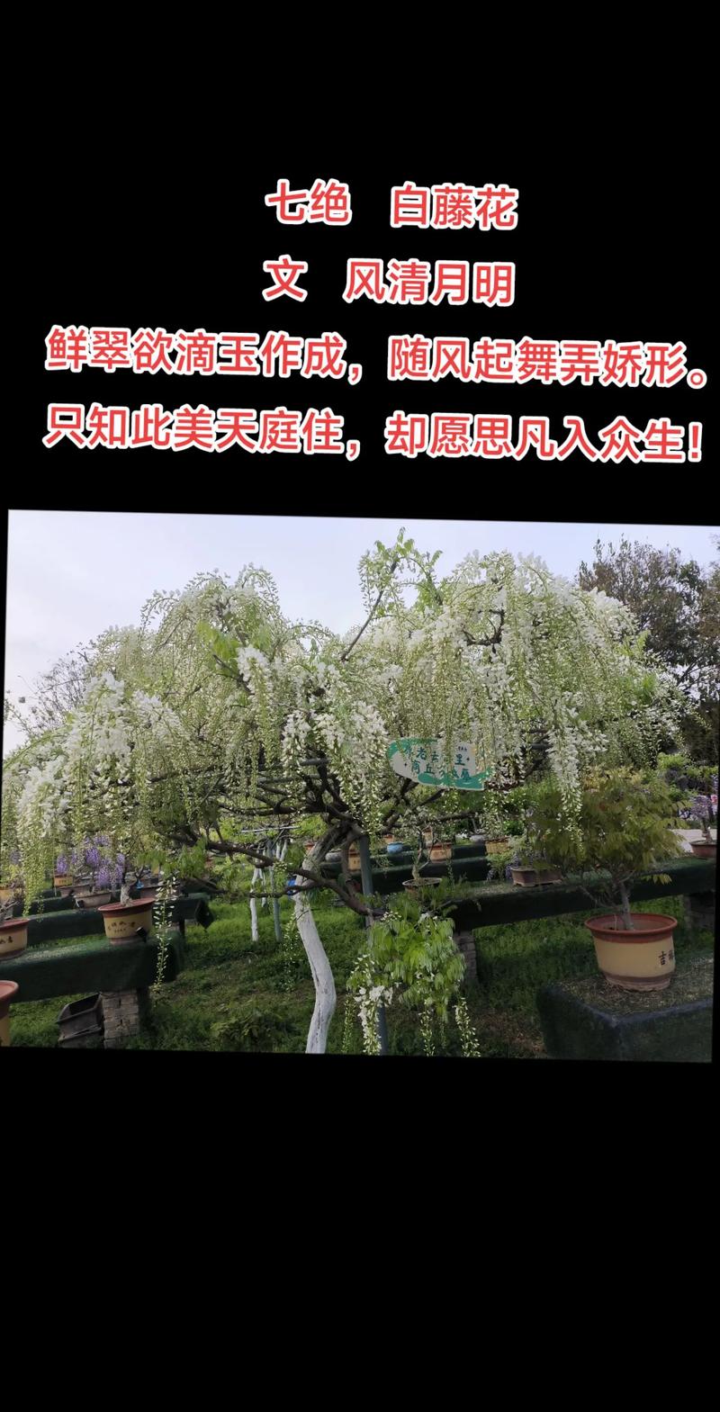 榆树能嫁接紫藤吗?跨科嫁接几乎不可能成活 结论