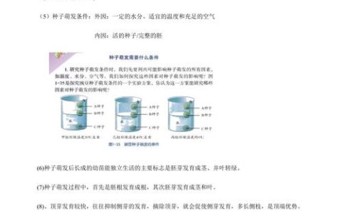 种子结构中的胚——新植物的幼体与生命起点