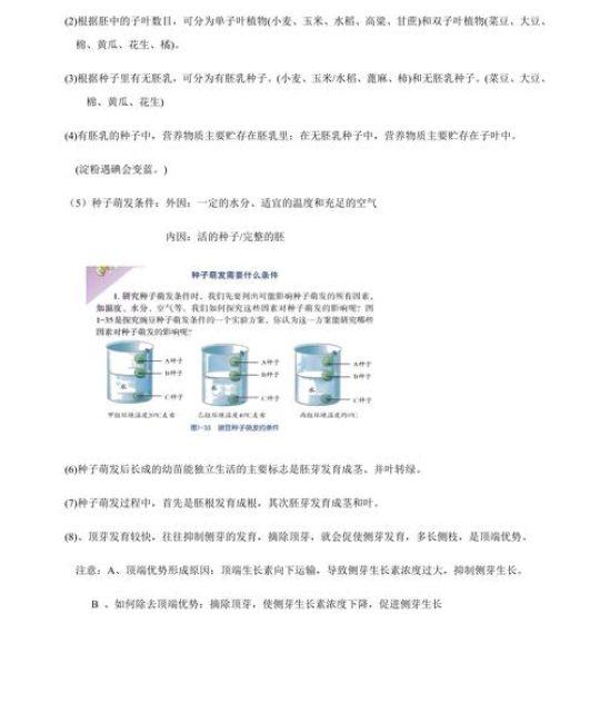 种子结构中的胚——新植物的幼体与生命起点