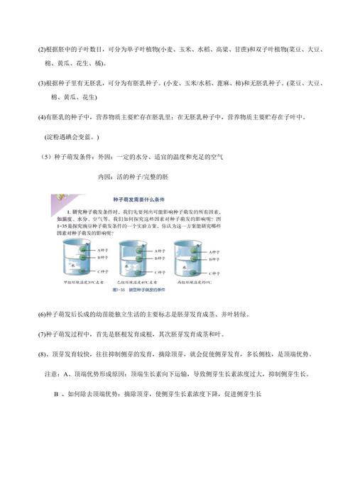 种子结构中的胚——新植物的幼体与生命起点