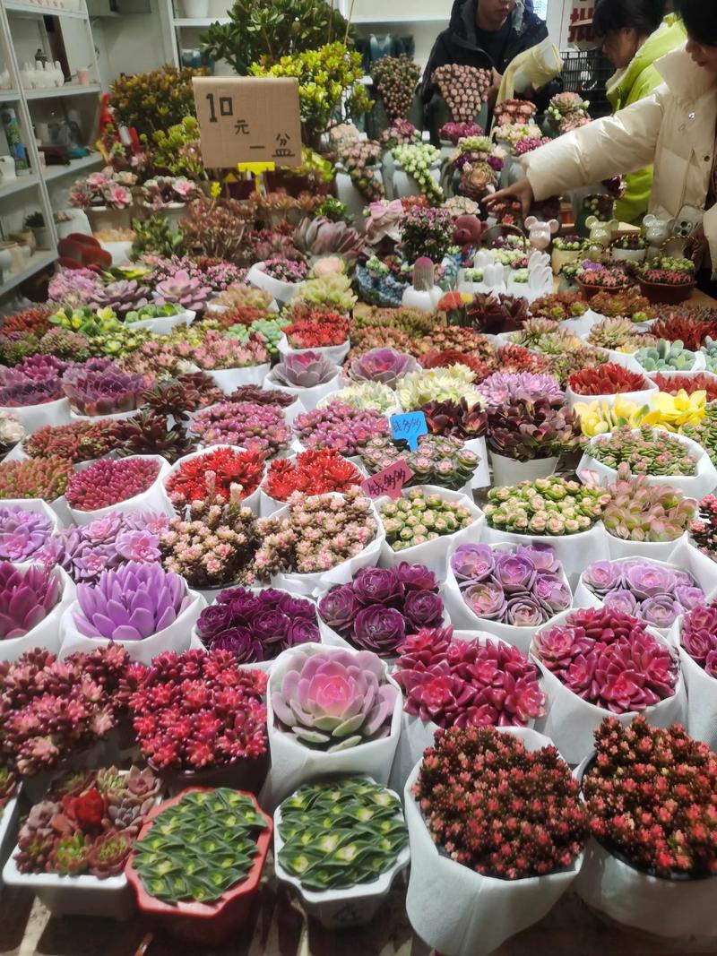哪里有鲜花批发市场?采购渠道专家教你精准选择 第二步:品种真实性与规格核查
