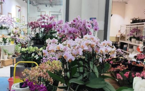 哪里有鲜花批发市场？采购渠道专家教你精准选择