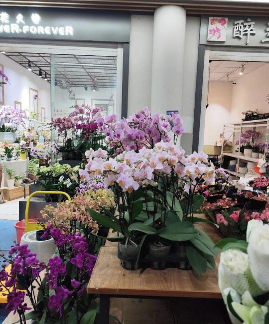 哪里有鲜花批发市场？采购渠道专家教你精准选择