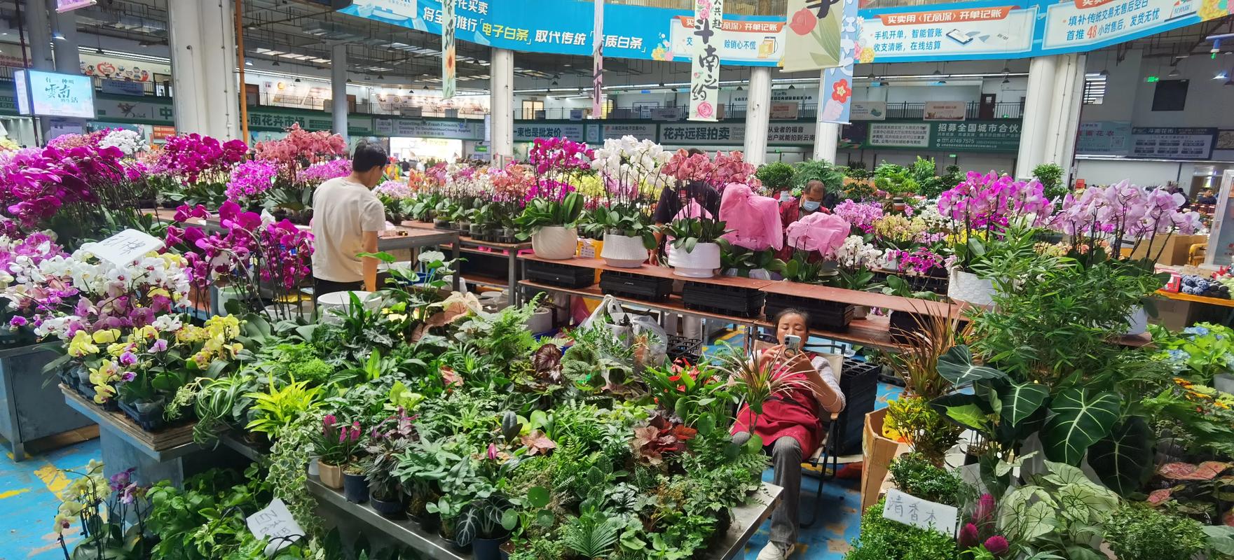 哪里有鲜花批发市场?采购渠道专家教你精准选择 综合评估与试单建议