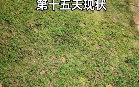草坪种子怎么播种？从整地到成坪的完整操作指南